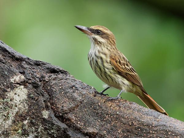 <h3><a href="/trips/costa-rica/biota/animalia/chordata/aves/040 passeriformes/011 tyrannidae/myiodynastes maculatus/myiodynastes maculatus-nl.html">Myiodynastes&nbsp;maculatus</a> / Streaked&nbsp;flycatcher / Gestreepte&nbsp;tiran</h3>OM-1 Mark II met OLYMPUS M.150-400mm F4.5, 1/2000 sec  bij F4.5, ISO 5000, afstand 15.9&nbsp;m